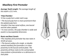 Morphology and internal anatomy of root canal system | PPTX