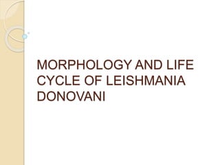 MORPHOLOGY AND LIFE
CYCLE OF LEISHMANIA
DONOVANI
 