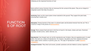 Morphology and modifications of roots.pptx