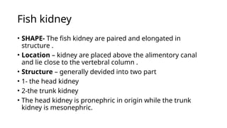Morphology and physiology of Excretion in fishes (Priya).pptx