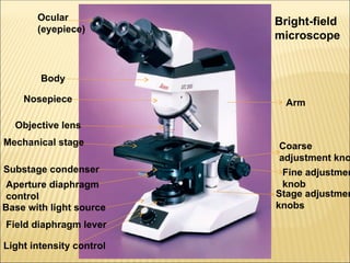 Comprehensive Overview of Microbial Cell Morphology and Microscopy ...