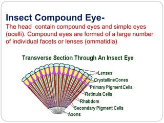 Insect Compound Eye-
The head contain compound eyes and simple eyes
(ocelli). Compound eyes are formed of a large number
of individual facets or lenses (ommatidia)
 