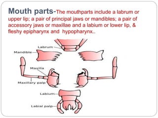 Mouth parts-The mouthparts include a labrum or
upper lip; a pair of principal jaws or mandibles; a pair of
accessory jaws or maxillae and a labium or lower lip, &
fleshy epipharynx and hypopharynx..
 