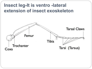 Insect leg-It is ventro -lateral
extension of insect exoskeleton
 