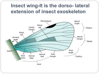 Insect wing-It is the dorso- lateral
extension of insect exoskeleton
 