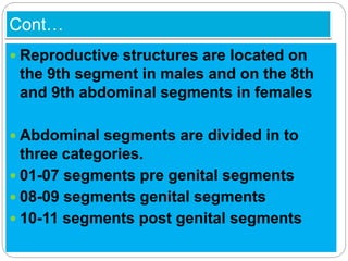 Cont…
 Reproductive structures are located on
the 9th segment in males and on the 8th
and 9th abdominal segments in females
 Abdominal segments are divided in to
three categories.
 01-07 segments pre genital segments
 08-09 segments genital segments
 10-11 segments post genital segments
 