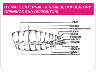 (FEMALE EXTERNAL GENITALIA, COPULATORY
OPENINGS AND OVIPOSITOR).
 