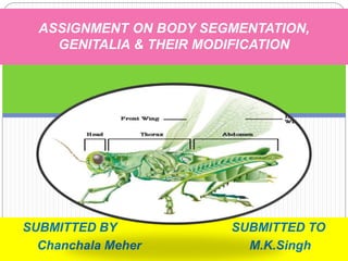 SUBMITTED BY SUBMITTED TO
Chanchala Meher M.K.Singh
ASSIGNMENT ON BODY SEGMENTATION,
GENITALIA & THEIR MODIFICATION
 