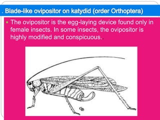 .
 The ovipositor is the egg-laying device found only in
female insects. In some insects, the ovipositor is
highly modified and conspicuous..
 
