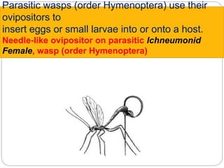Parasitic wasps (order Hymenoptera) use their
ovipositors to
insert eggs or small larvae into or onto a host.
Needle-like ovipositor on parasitic Ichneumonid
Female, wasp (order Hymenoptera)
 