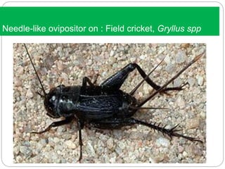 Needle-like ovipositor on : Field cricket, Gryllus spp
 