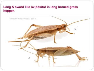 Long & sward like ovipositor in long horned grass
hopper.
 