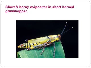 Short & horny ovipositor in short horned
grasshopper.
 