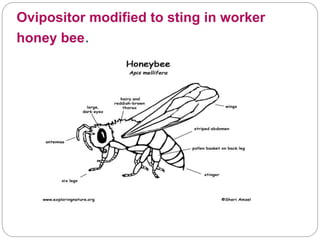 Ovipositor modified to sting in worker
honey bee.
 