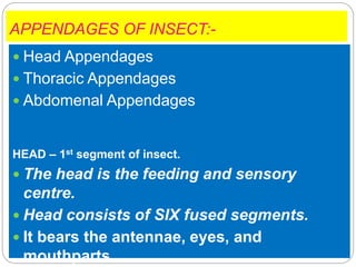 APPENDAGES OF INSECT:-
 Head Appendages
 Thoracic Appendages
 Abdomenal Appendages
HEAD – 1st segment of insect.
 The head is the feeding and sensory
centre.
 Head consists of SIX fused segments.
 It bears the antennae, eyes, and
mouthparts.
 