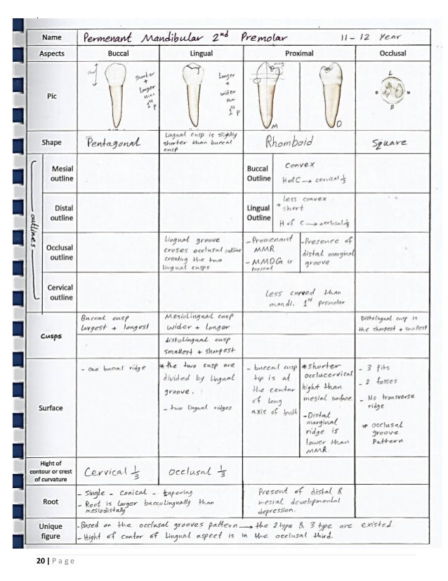 Dental Anatomy _or_ Morphology _ BDS_ ISNC