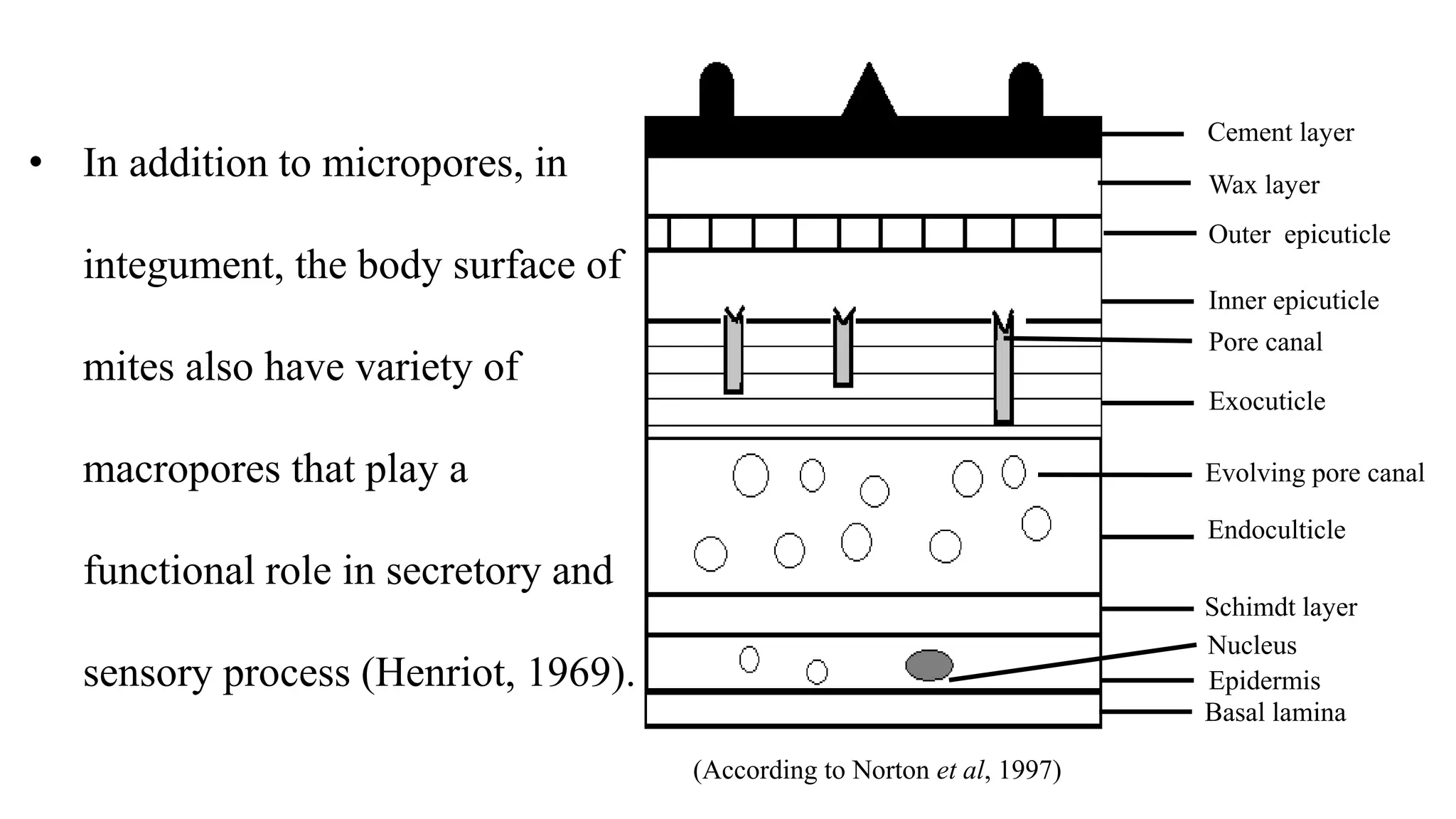 • In addition to micropores, in
integument, the body surface of
mites also have variety of
macropores that play a
functional role in secretory and
sensory process (Henriot, 1969).
Cement layer
Basal lamina
Epidermis
Nucleus
Schimdt layer
Endoculticle
Evolving pore canal
Exocuticle
Pore canal
Inner epicuticle
Outer epicuticle
Wax layer
(According to Norton et al, 1997)
 