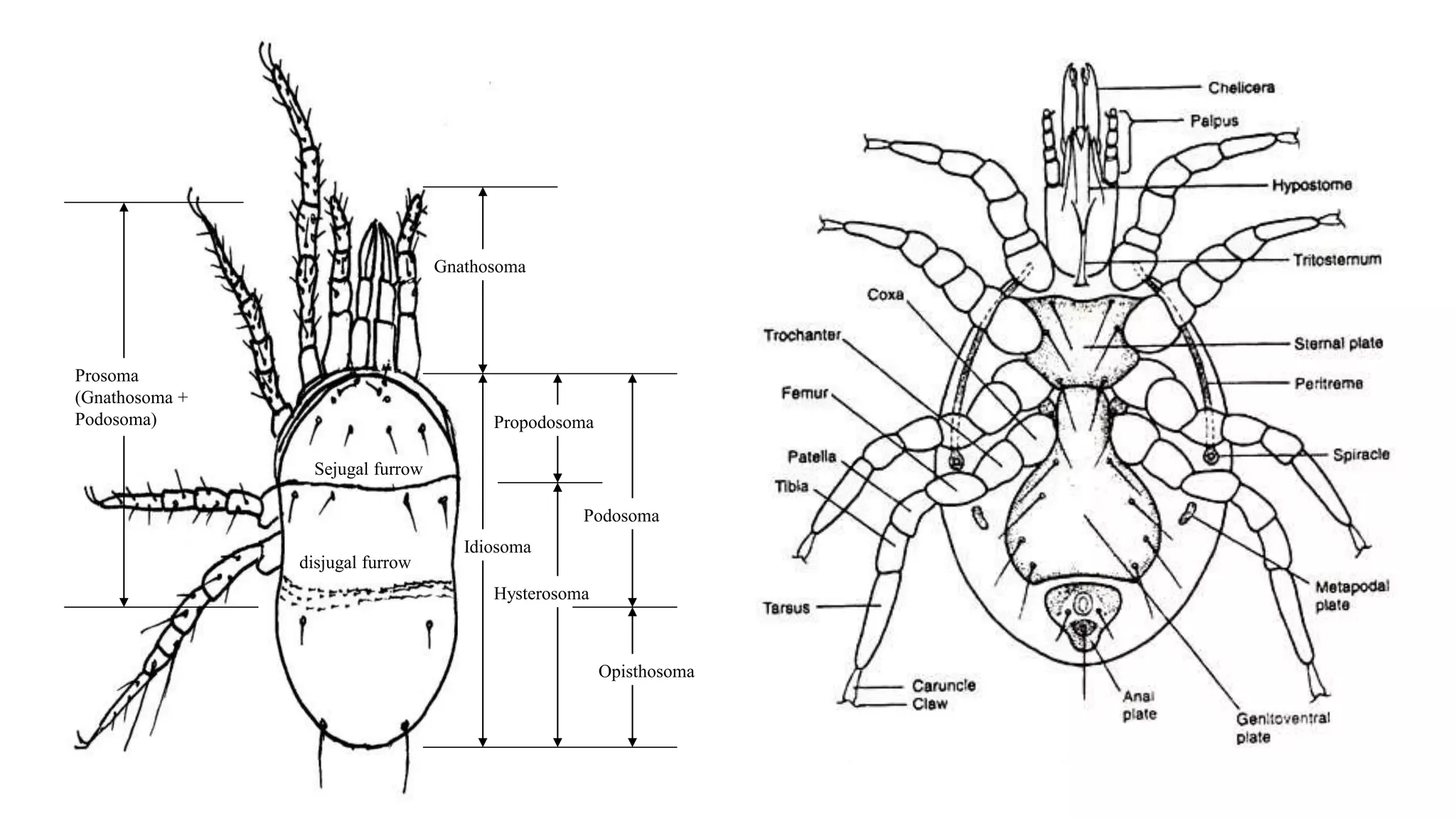 Podosoma
Prosoma
(Gnathosoma +
Podosoma)
Sejugal furrow
disjugal furrow
Propodosoma
Idiosoma
Hysterosoma
Gnathosoma
Opisthosoma
 