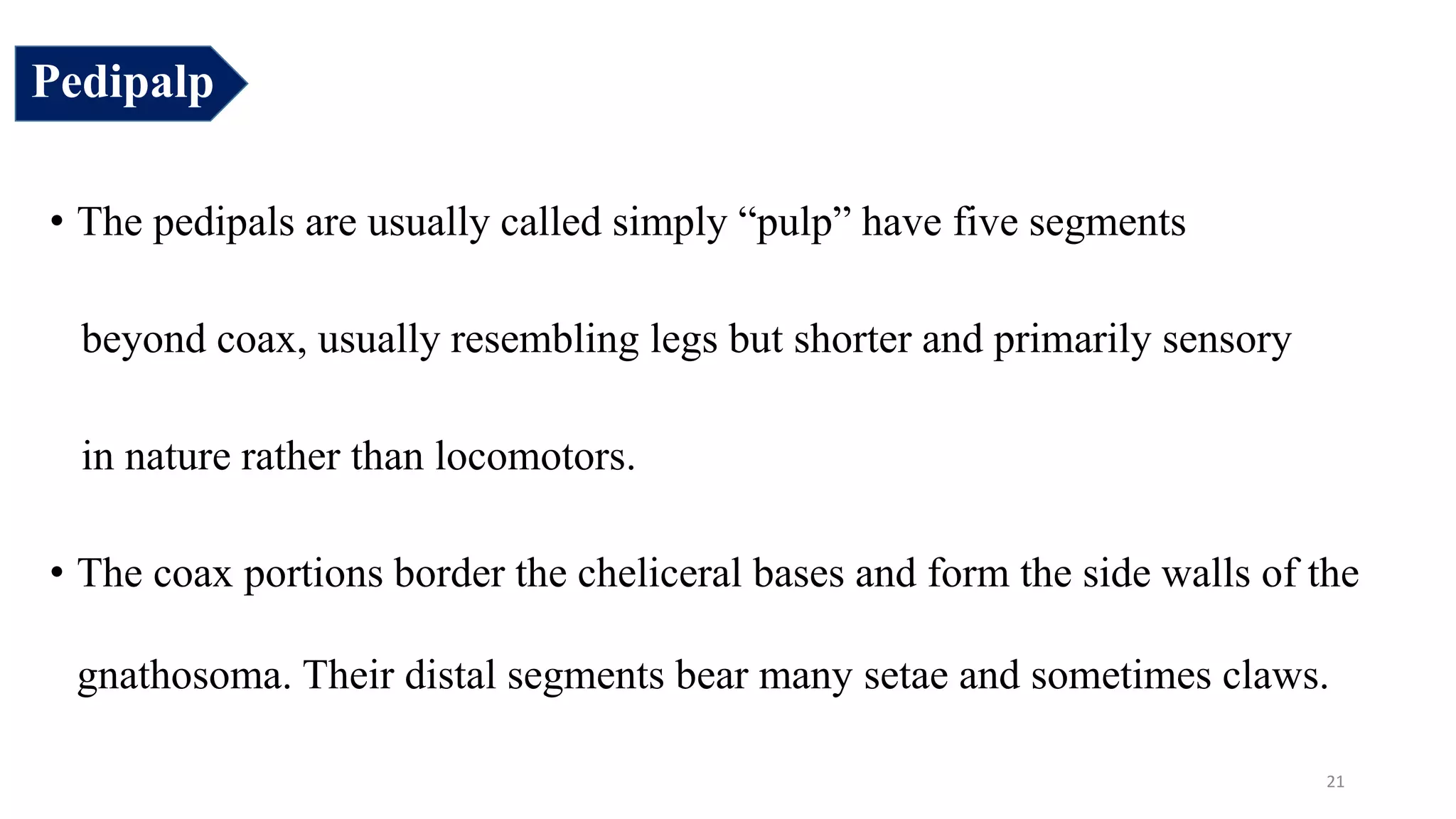Pedipalp
• The pedipals are usually called simply “pulp” have five segments
beyond coax, usually resembling legs but shorter and primarily sensory
in nature rather than locomotors.
• The coax portions border the cheliceral bases and form the side walls of the
gnathosoma. Their distal segments bear many setae and sometimes claws.
21
 