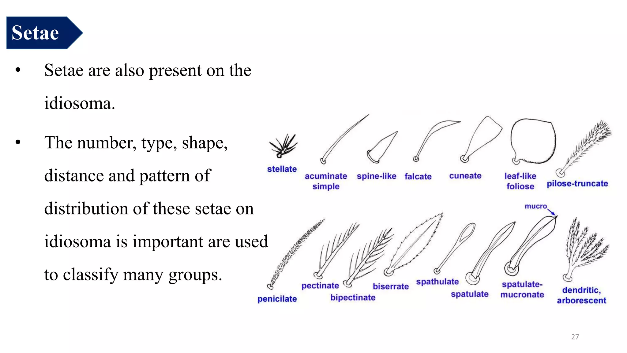 • Setae are also present on the
idiosoma.
• The number, type, shape,
distance and pattern of
distribution of these setae on
idiosoma is important are used
to classify many groups.
27
Setae
 