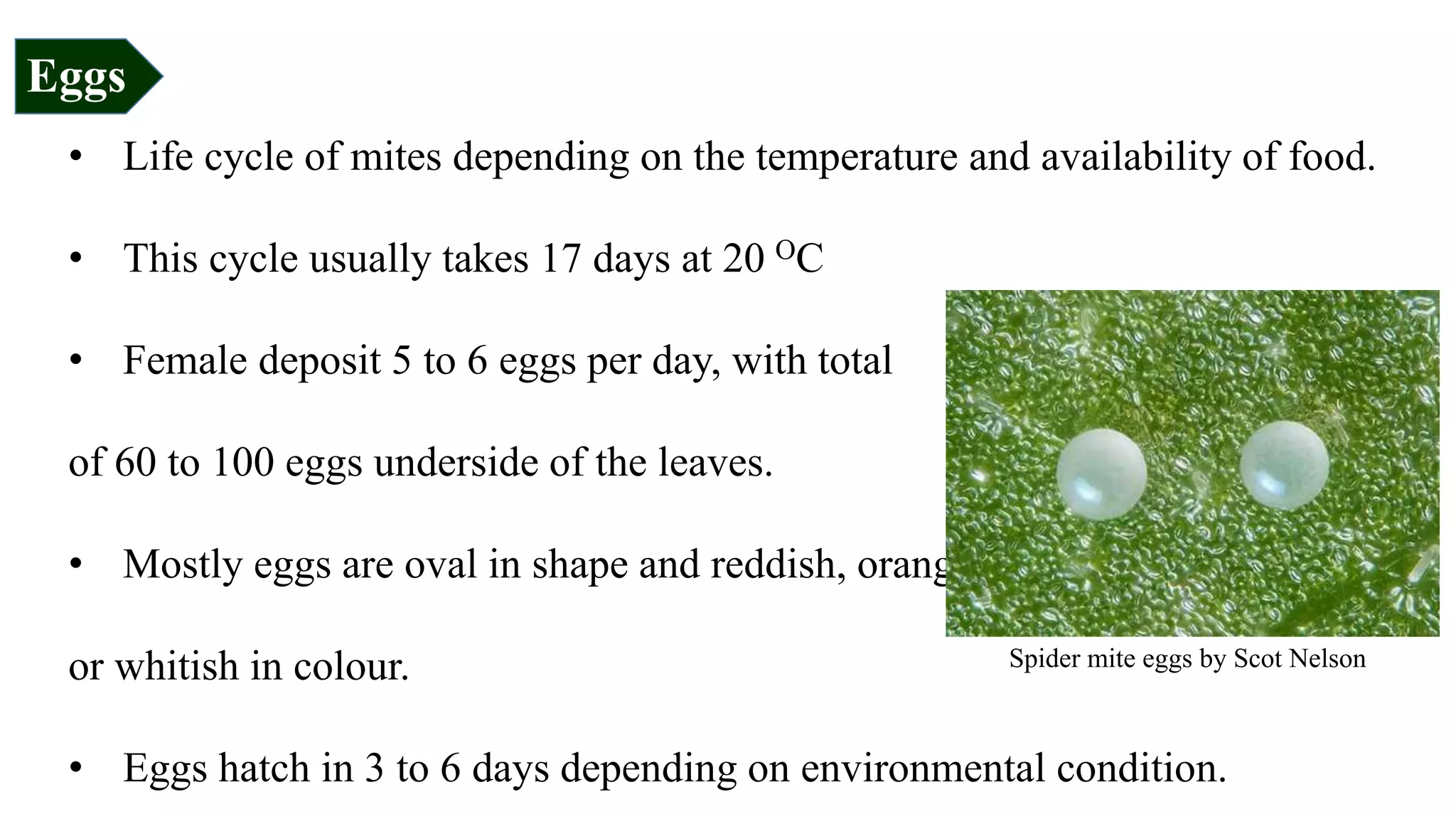 • Life cycle of mites depending on the temperature and availability of food.
• This cycle usually takes 17 days at 20 OC
• Female deposit 5 to 6 eggs per day, with total
of 60 to 100 eggs underside of the leaves.
• Mostly eggs are oval in shape and reddish, orange
or whitish in colour.
• Eggs hatch in 3 to 6 days depending on environmental condition.
Eggs
Spider mite eggs by Scot Nelson
 