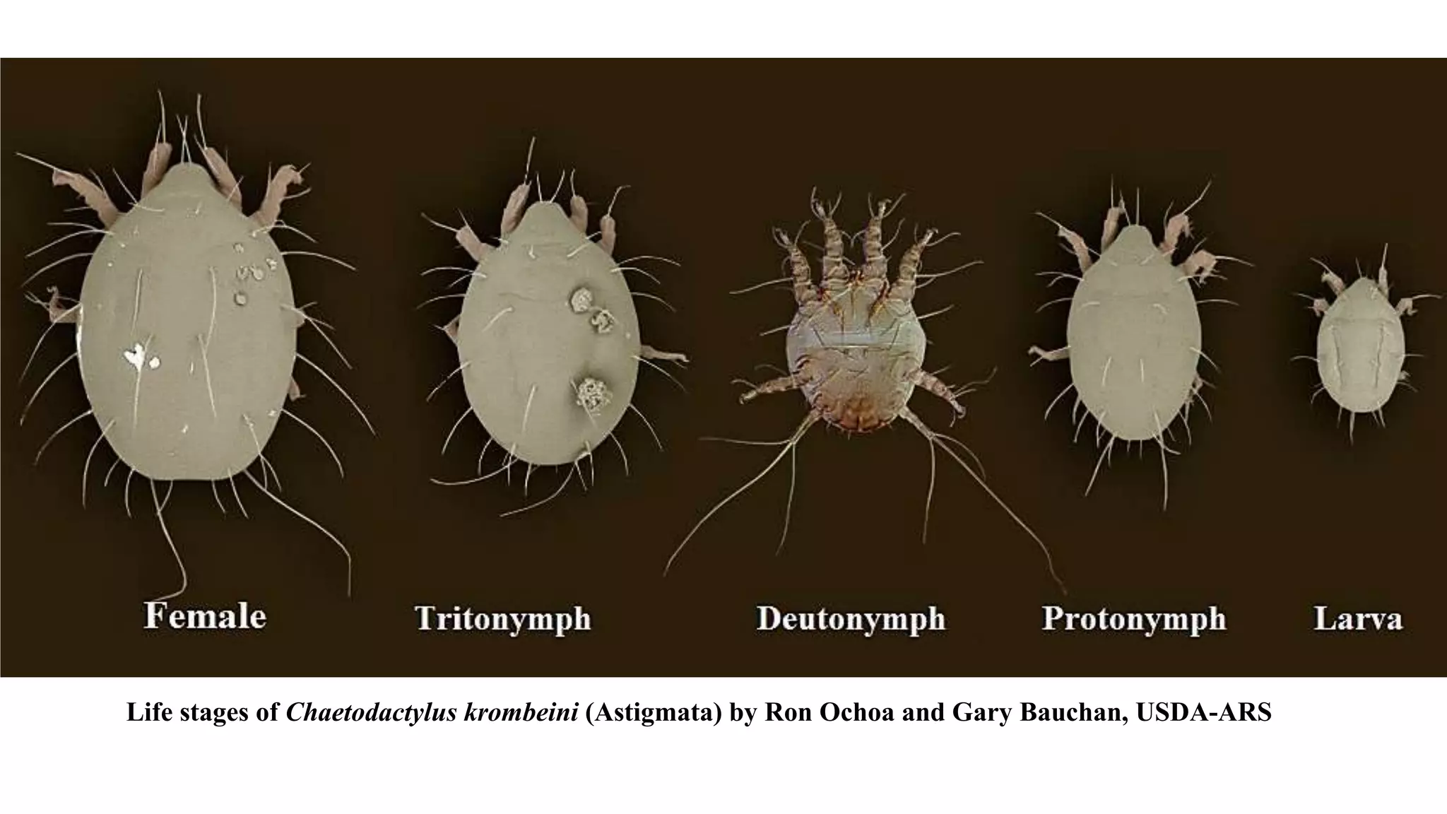 Life stages of Chaetodactylus krombeini (Astigmata) by Ron Ochoa and Gary Bauchan, USDA-ARS
 