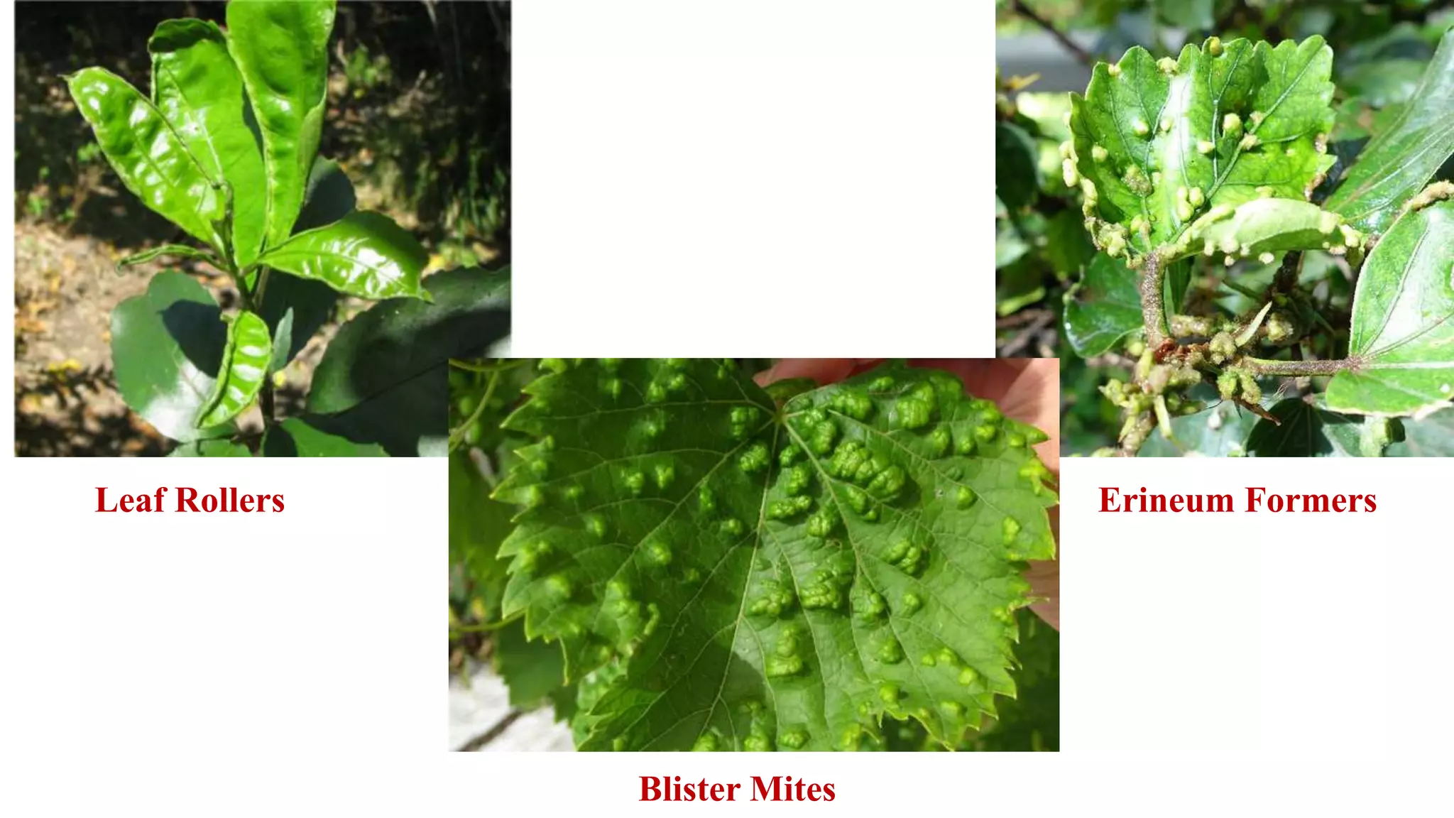 Leaf Rollers Erineum Formers
Blister Mites
 