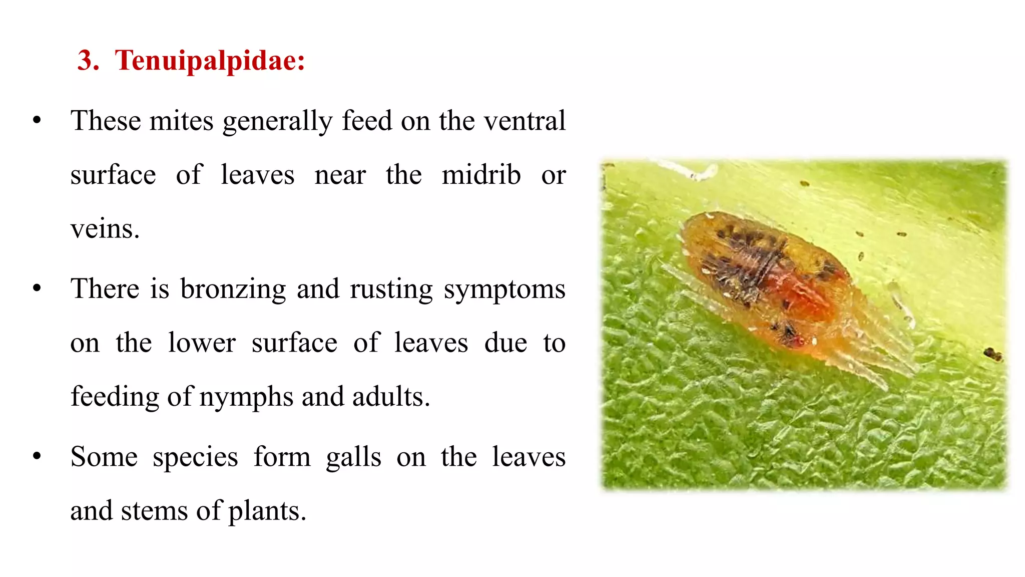 3. Tenuipalpidae:
• These mites generally feed on the ventral
surface of leaves near the midrib or
veins.
• There is bronzing and rusting symptoms
on the lower surface of leaves due to
feeding of nymphs and adults.
• Some species form galls on the leaves
and stems of plants.
 