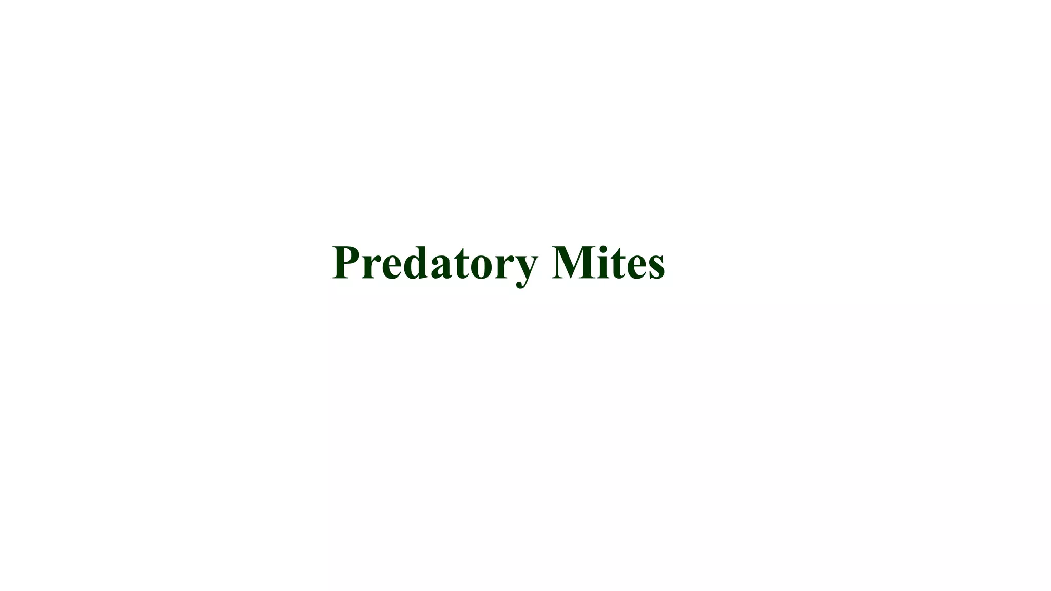 Predatory Mites
 