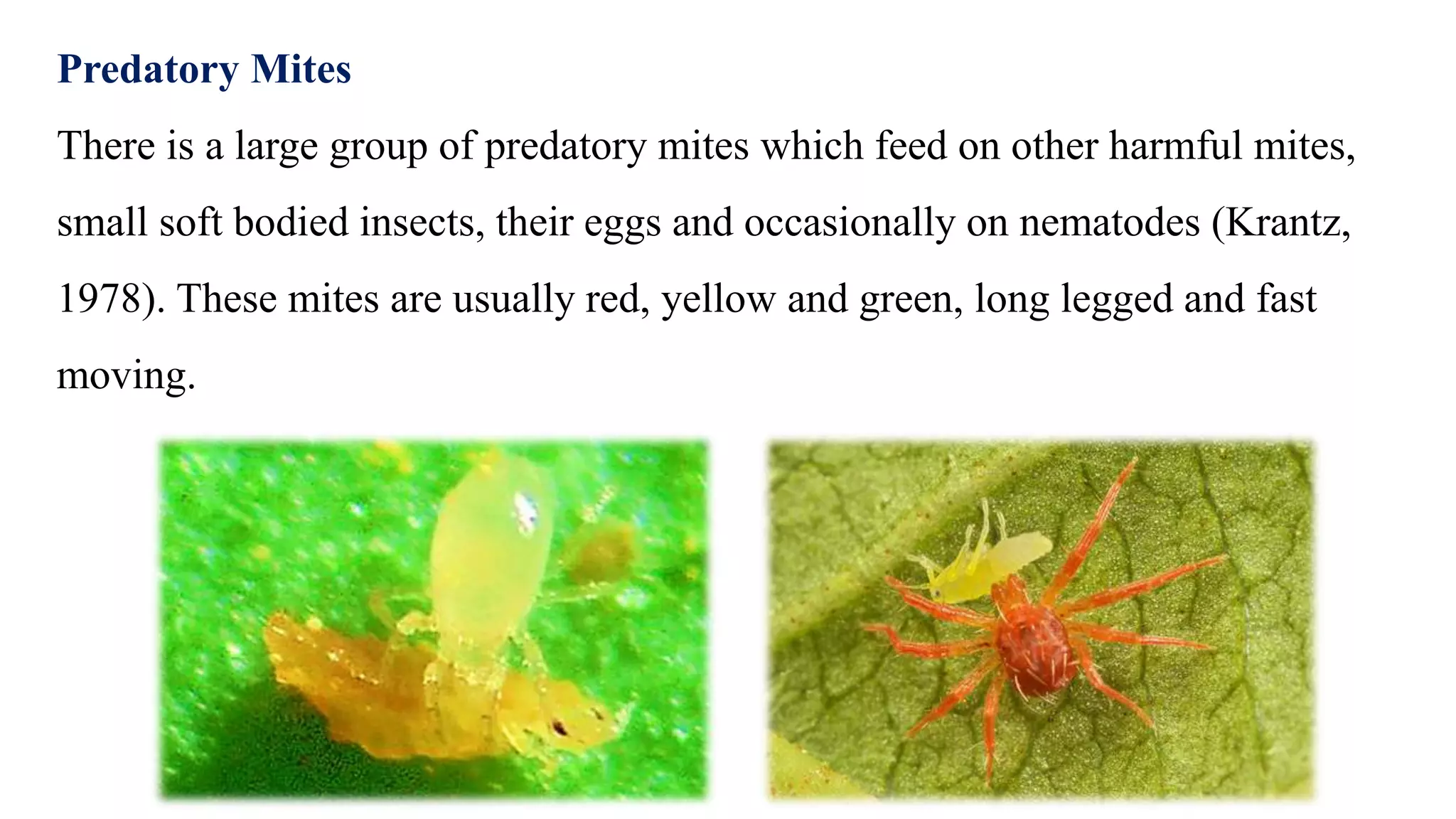 Predatory Mites
There is a large group of predatory mites which feed on other harmful mites,
small soft bodied insects, their eggs and occasionally on nematodes (Krantz,
1978). These mites are usually red, yellow and green, long legged and fast
moving.
 