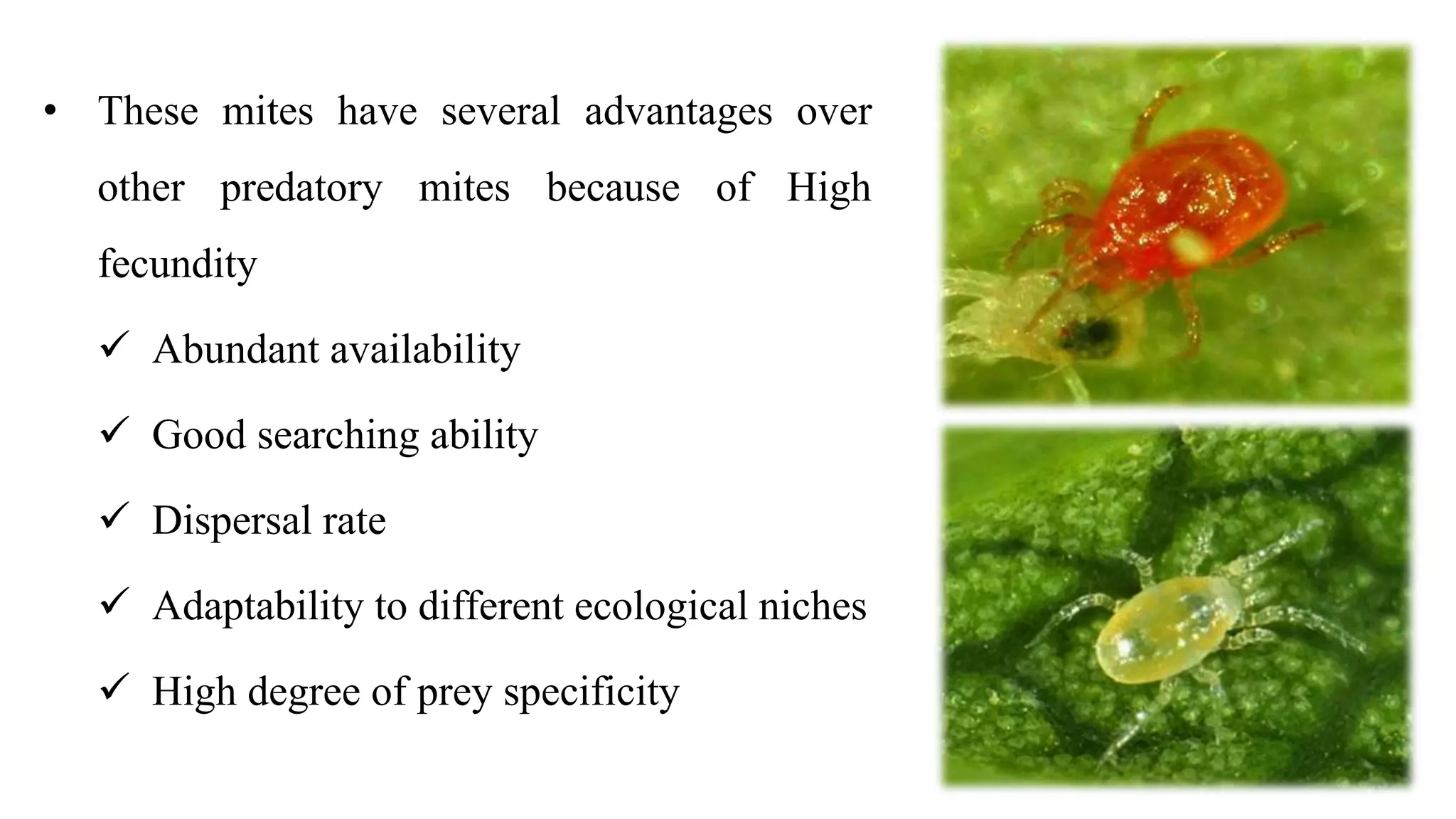 • These mites have several advantages over
other predatory mites because of High
fecundity
 Abundant availability
 Good searching ability
 Dispersal rate
 Adaptability to different ecological niches
 High degree of prey specificity
 