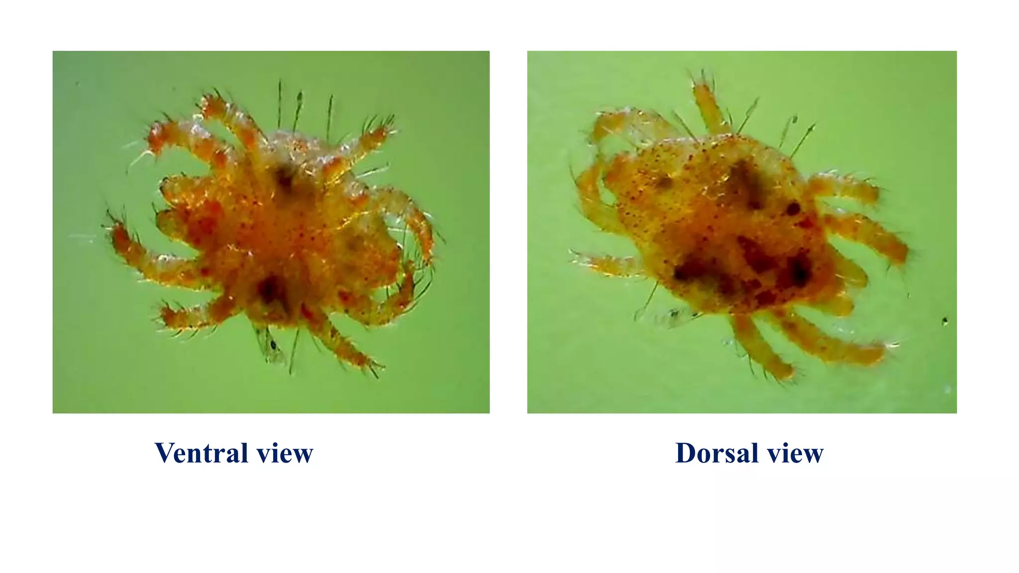 Ventral view Dorsal view
 