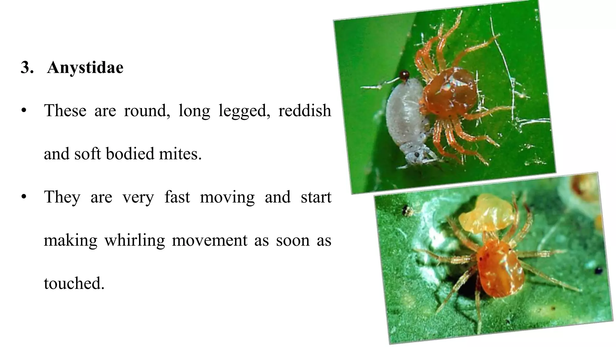3. Anystidae
• These are round, long legged, reddish
and soft bodied mites.
• They are very fast moving and start
making whirling movement as soon as
touched.
 