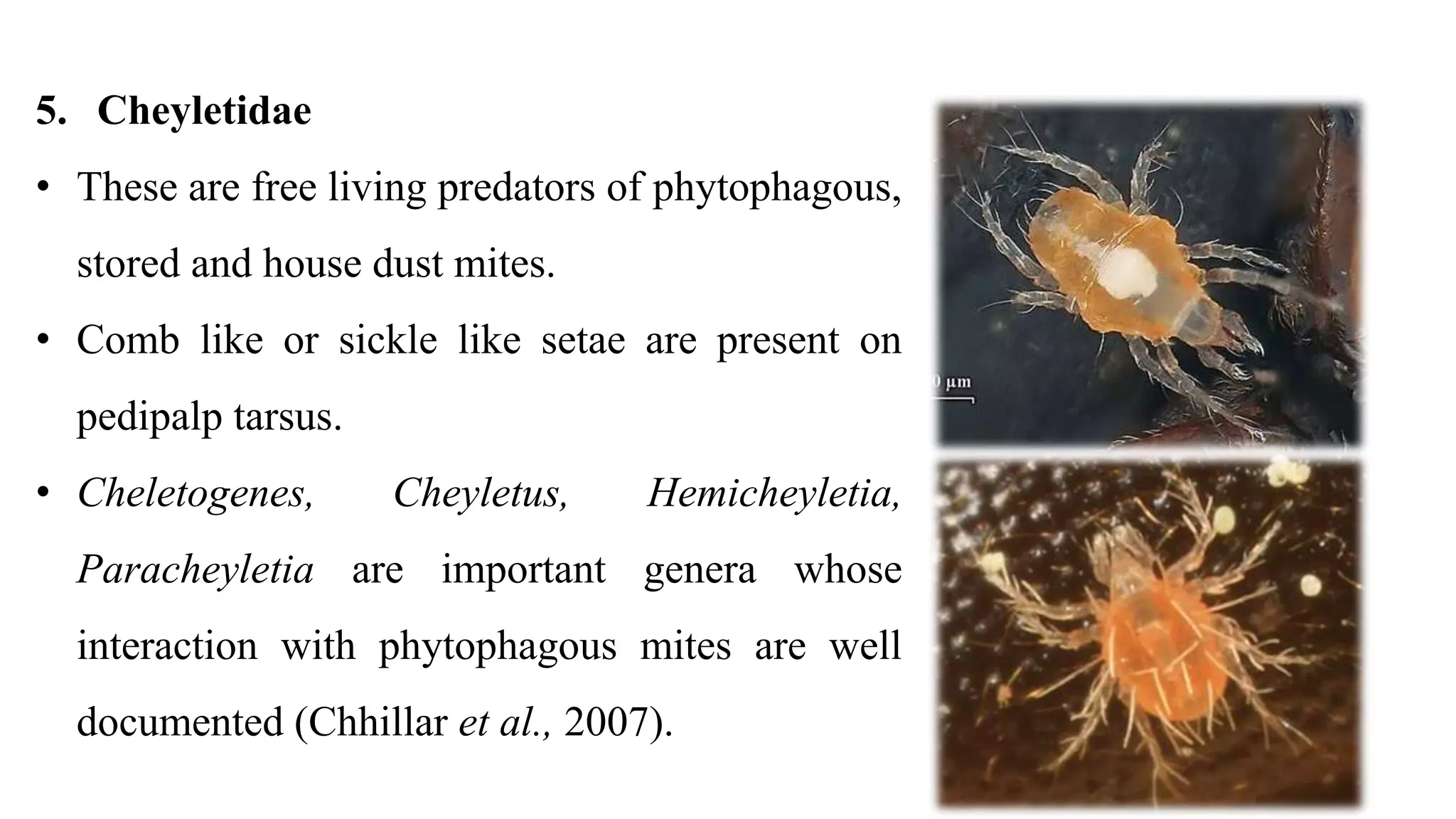 5. Cheyletidae
• These are free living predators of phytophagous,
stored and house dust mites.
• Comb like or sickle like setae are present on
pedipalp tarsus.
• Cheletogenes, Cheyletus, Hemicheyletia,
Paracheyletia are important genera whose
interaction with phytophagous mites are well
documented (Chhillar et al., 2007).
 