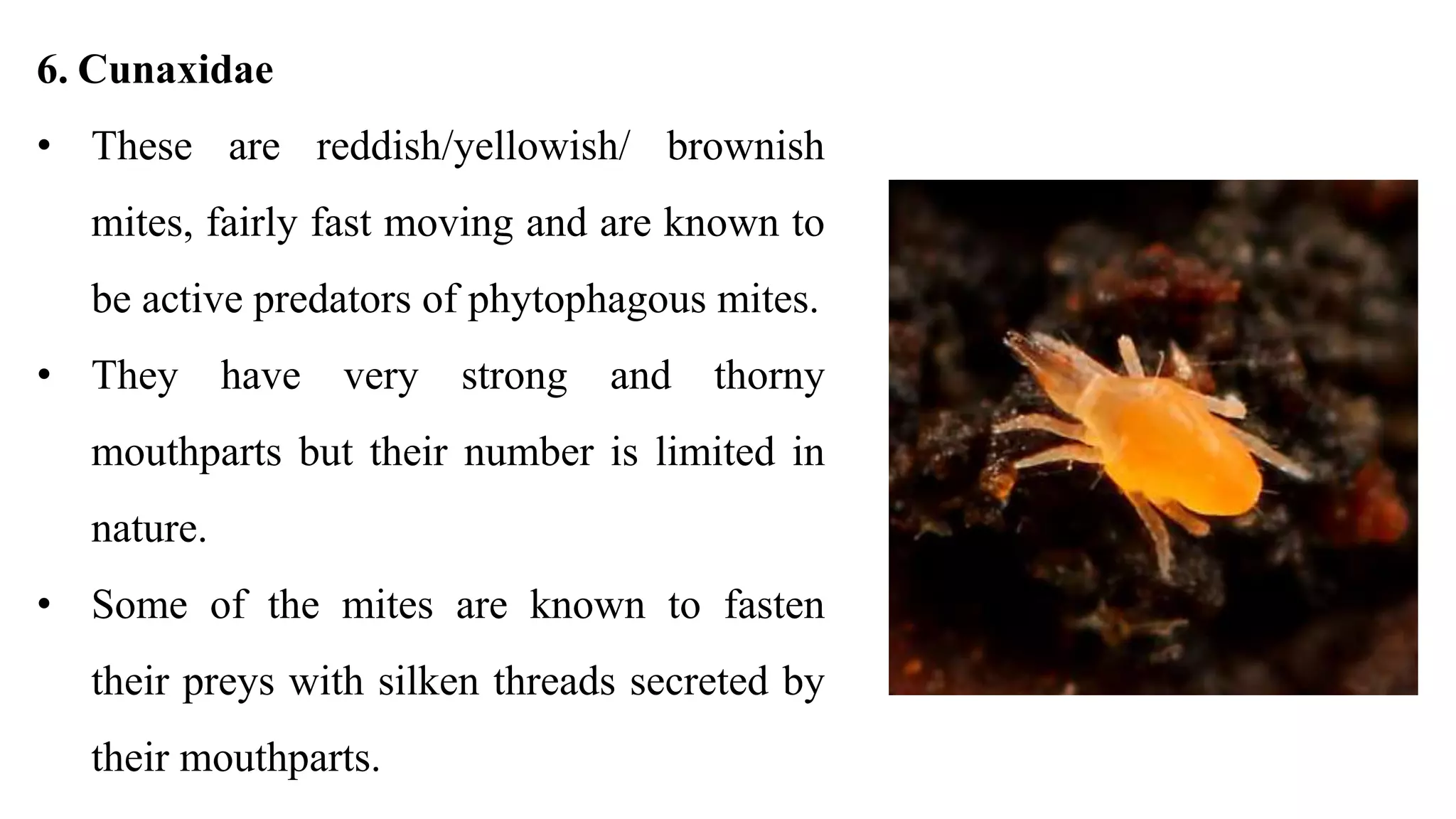 6. Cunaxidae
• These are reddish/yellowish/ brownish
mites, fairly fast moving and are known to
be active predators of phytophagous mites.
• They have very strong and thorny
mouthparts but their number is limited in
nature.
• Some of the mites are known to fasten
their preys with silken threads secreted by
their mouthparts.
 