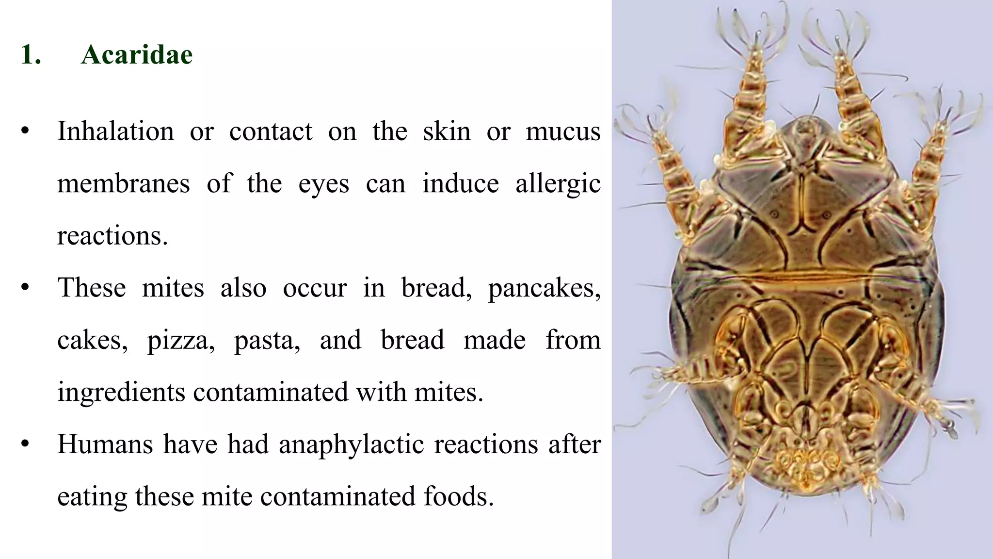 1. Acaridae
• Inhalation or contact on the skin or mucus
membranes of the eyes can induce allergic
reactions.
• These mites also occur in bread, pancakes,
cakes, pizza, pasta, and bread made from
ingredients contaminated with mites.
• Humans have had anaphylactic reactions after
eating these mite contaminated foods.
 
