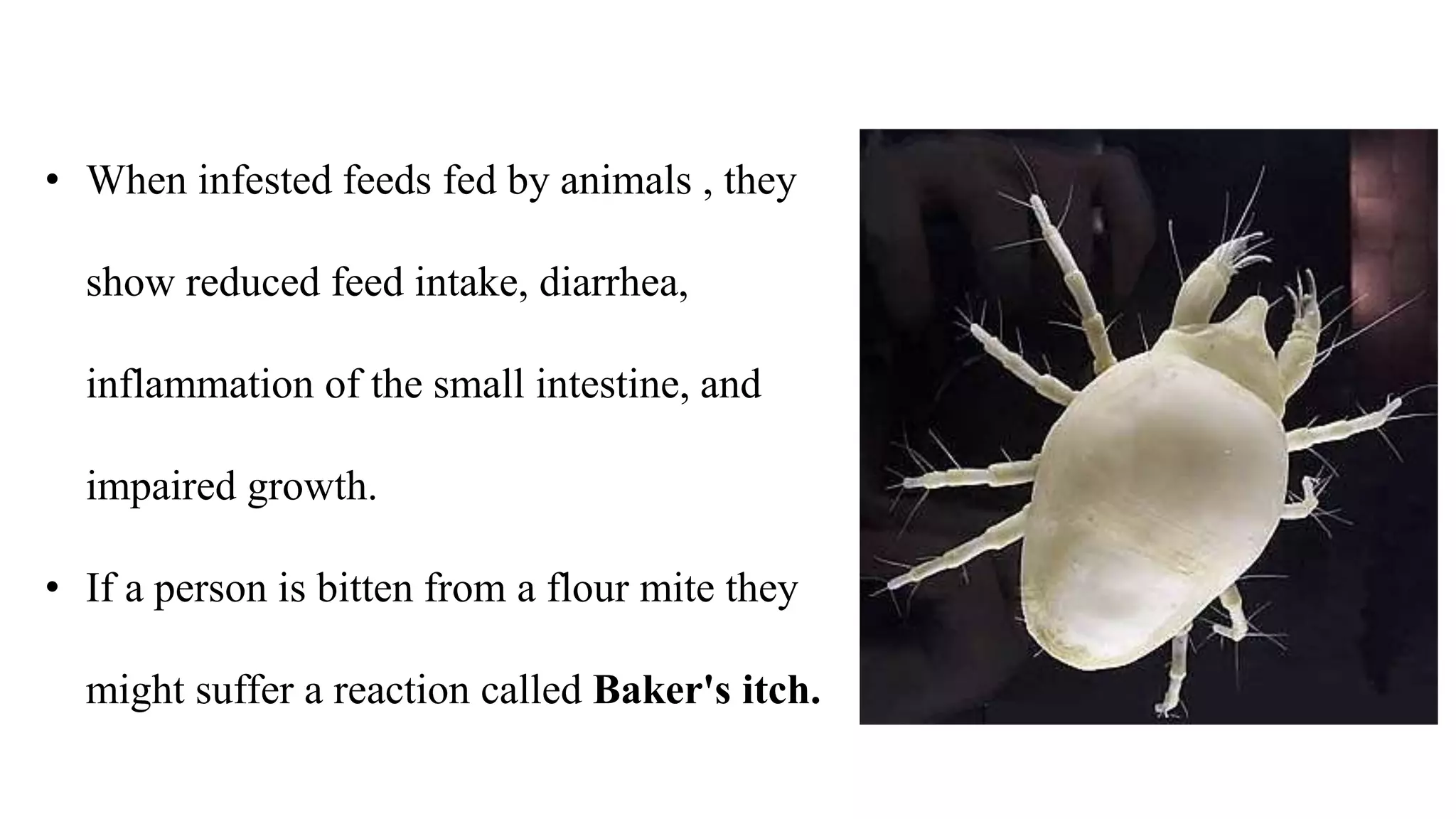 • When infested feeds fed by animals , they
show reduced feed intake, diarrhea,
inflammation of the small intestine, and
impaired growth.
• If a person is bitten from a flour mite they
might suffer a reaction called Baker's itch.
 