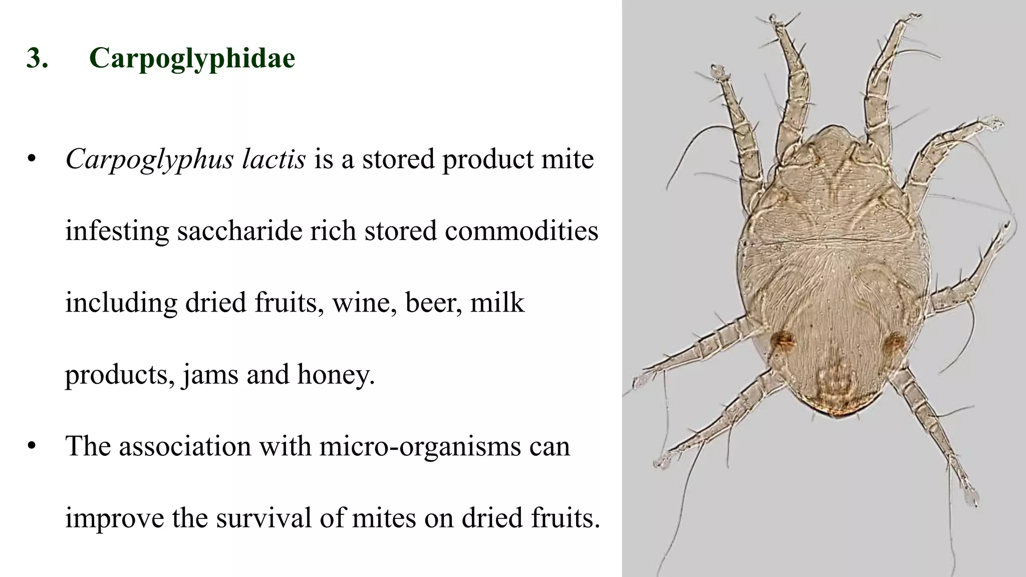 • Carpoglyphus lactis is a stored product mite
infesting saccharide rich stored commodities
including dried fruits, wine, beer, milk
products, jams and honey.
• The association with micro-organisms can
improve the survival of mites on dried fruits.
3. Carpoglyphidae
 