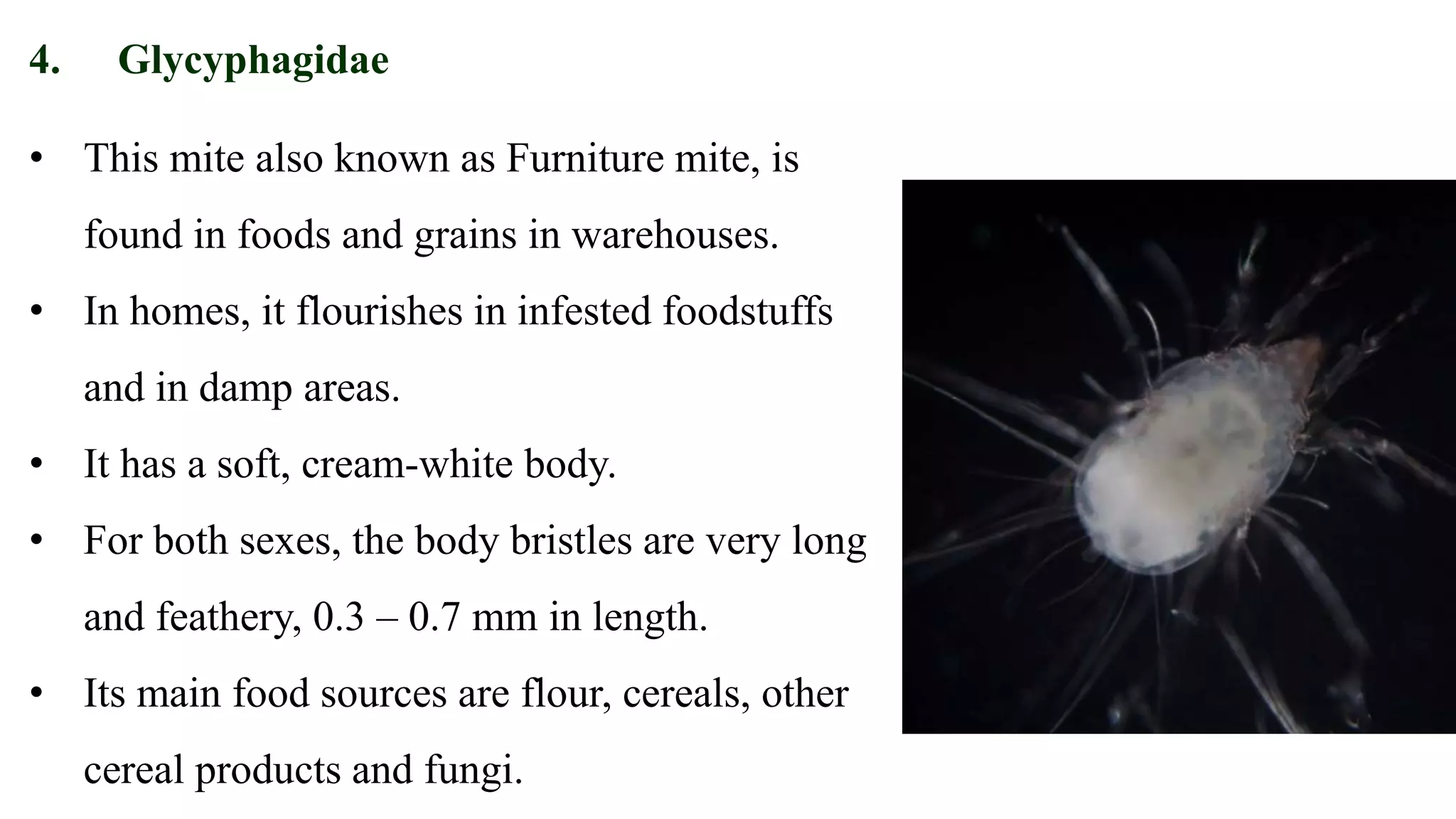 • This mite also known as Furniture mite, is
found in foods and grains in warehouses.
• In homes, it flourishes in infested foodstuffs
and in damp areas.
• It has a soft, cream-white body.
• For both sexes, the body bristles are very long
and feathery, 0.3 – 0.7 mm in length.
• Its main food sources are flour, cereals, other
cereal products and fungi.
4. Glycyphagidae
 