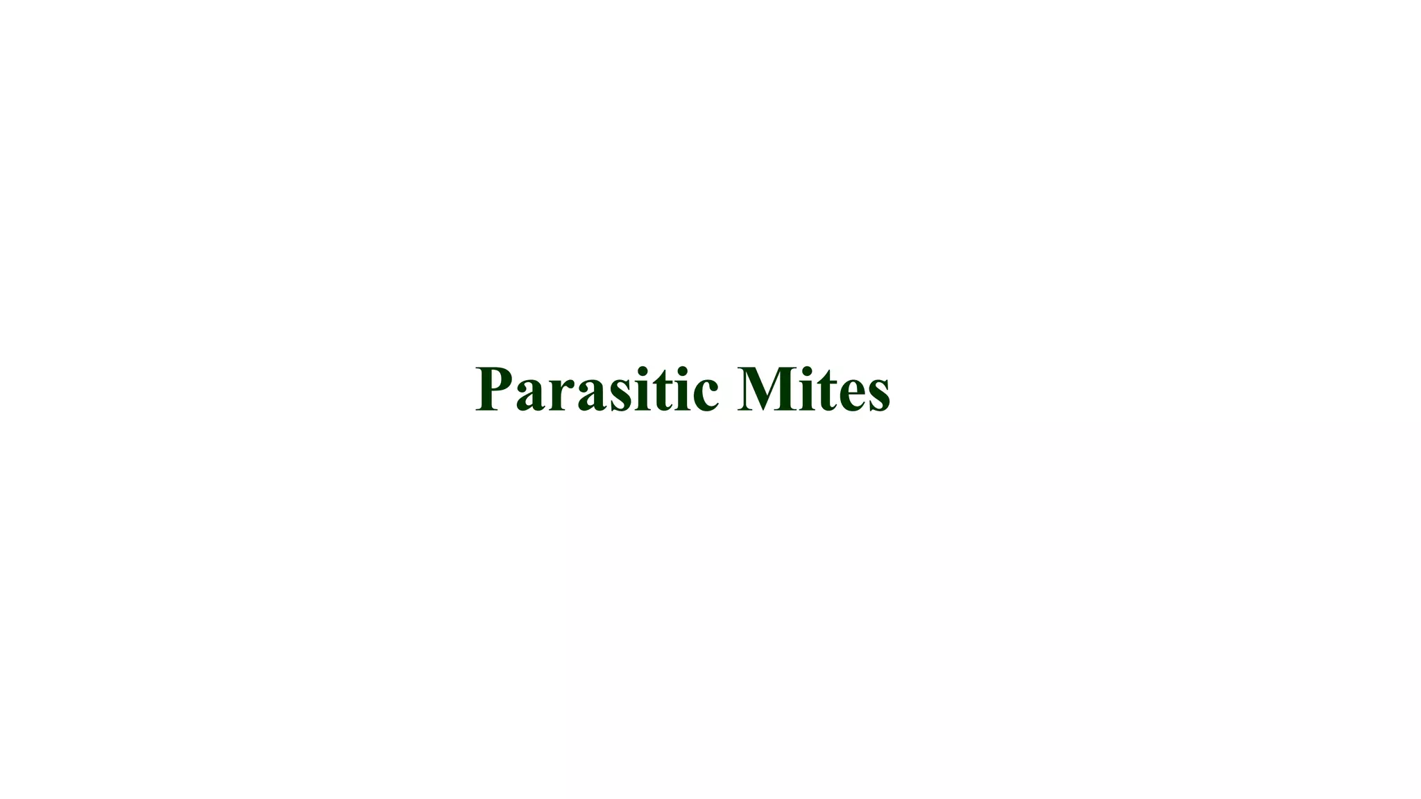 Parasitic Mites
 