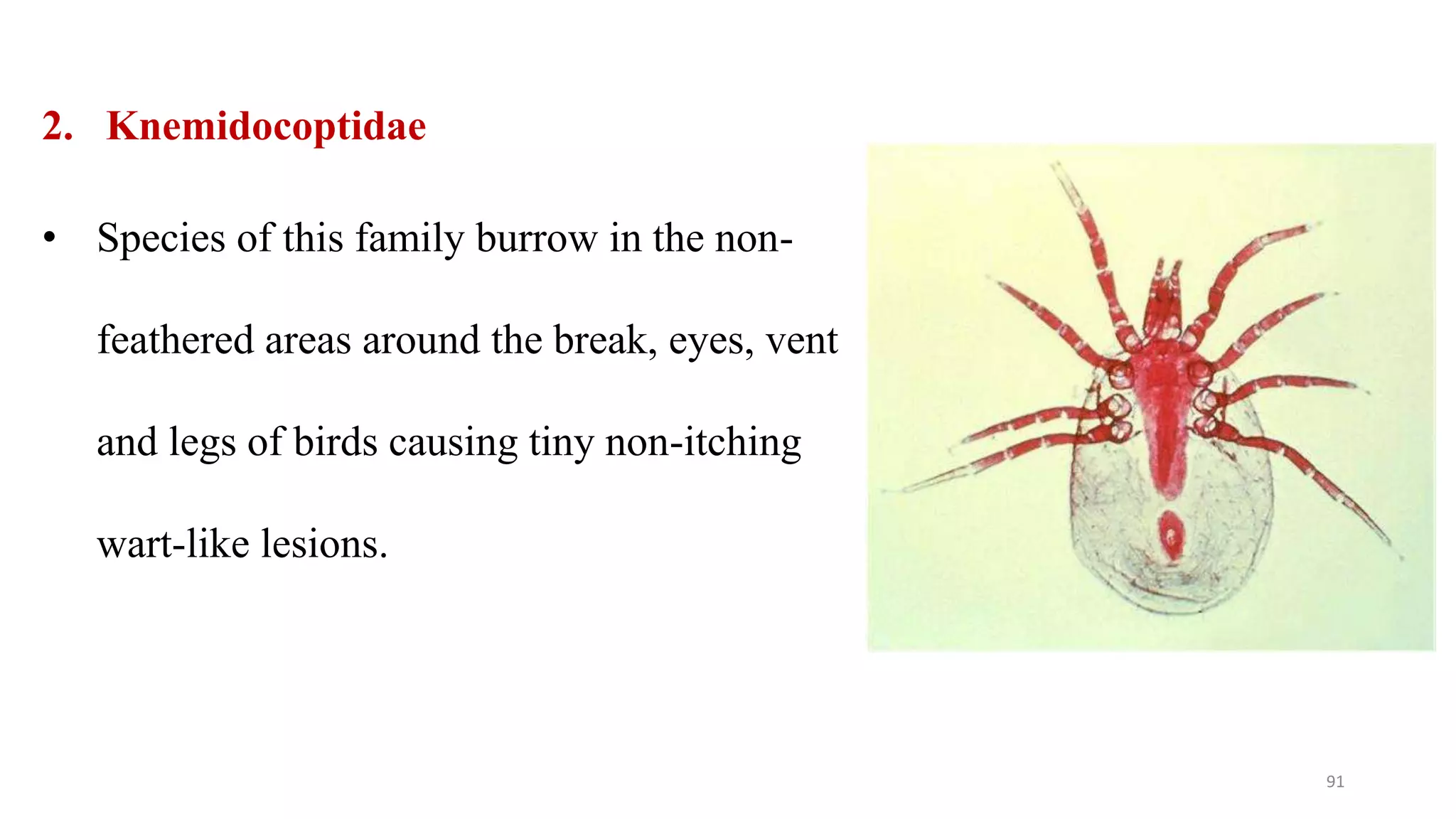 2. Knemidocoptidae
• Species of this family burrow in the non-
feathered areas around the break, eyes, vent
and legs of birds causing tiny non-itching
wart-like lesions.
91
 