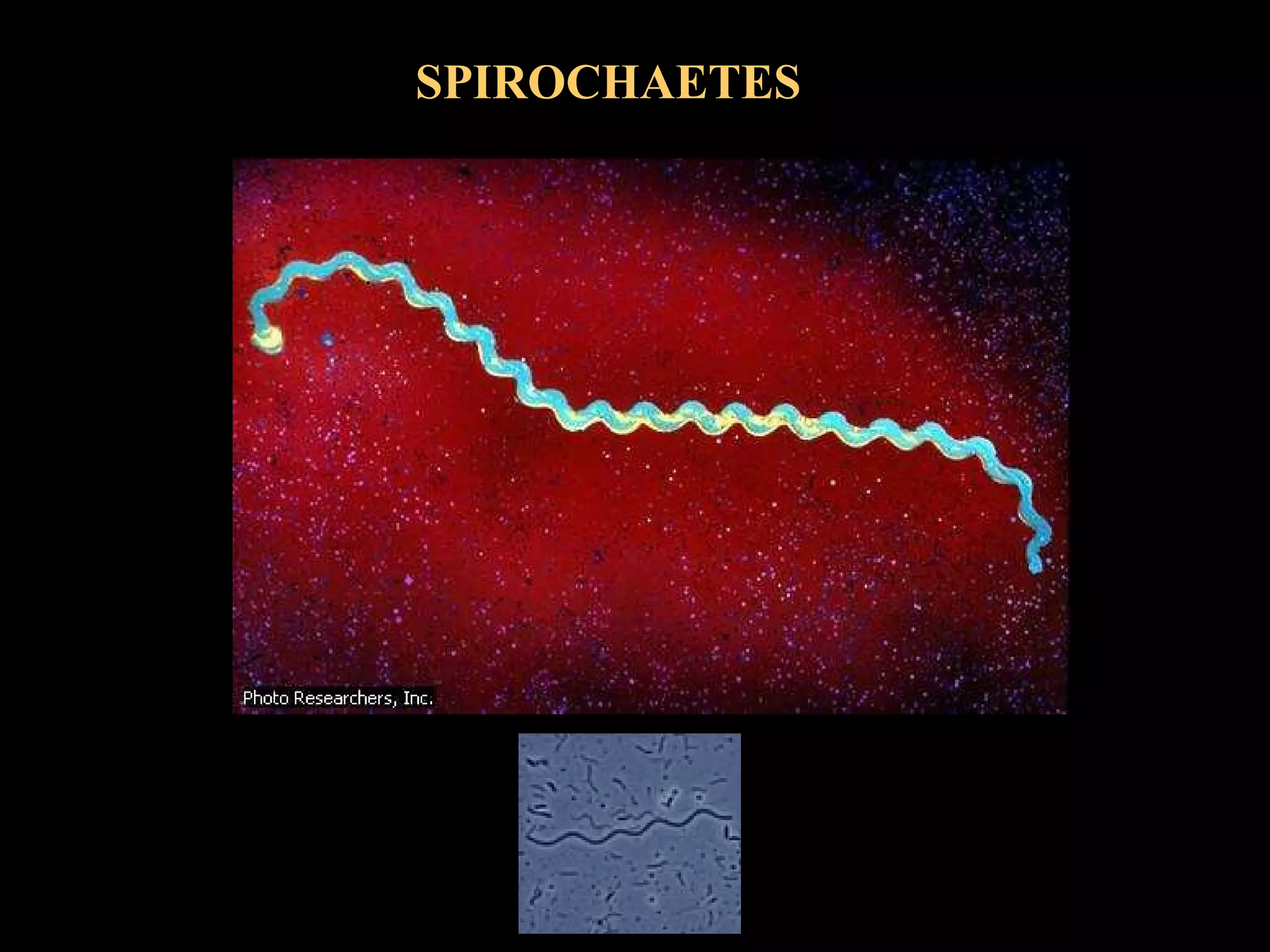 SPIROCHAETES