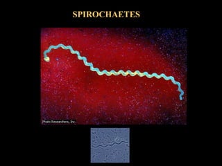 SPIROCHAETES
 