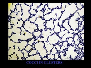 COCCI IN CLUSTERS
 