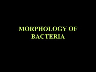 MORPHOLOGY OF
  BACTERIA
 