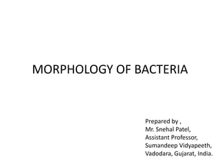 MORPHOLOGY OF BACTERIA
Prepared by ,
Mr. Snehal Patel,
Assistant Professor,
Sumandeep Vidyapeeth,
Vadodara, Gujarat, India.
 