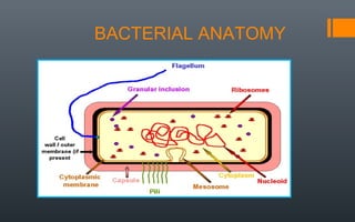 Bacillus Rugosus Morphology of bacteria | PPT
