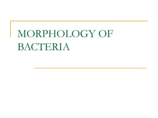 MORPHOLOGY OF
BACTERIA
 