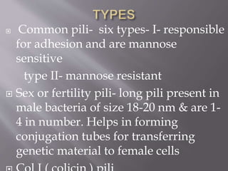 MORPHOLOGY OF BACTERIA.pptx