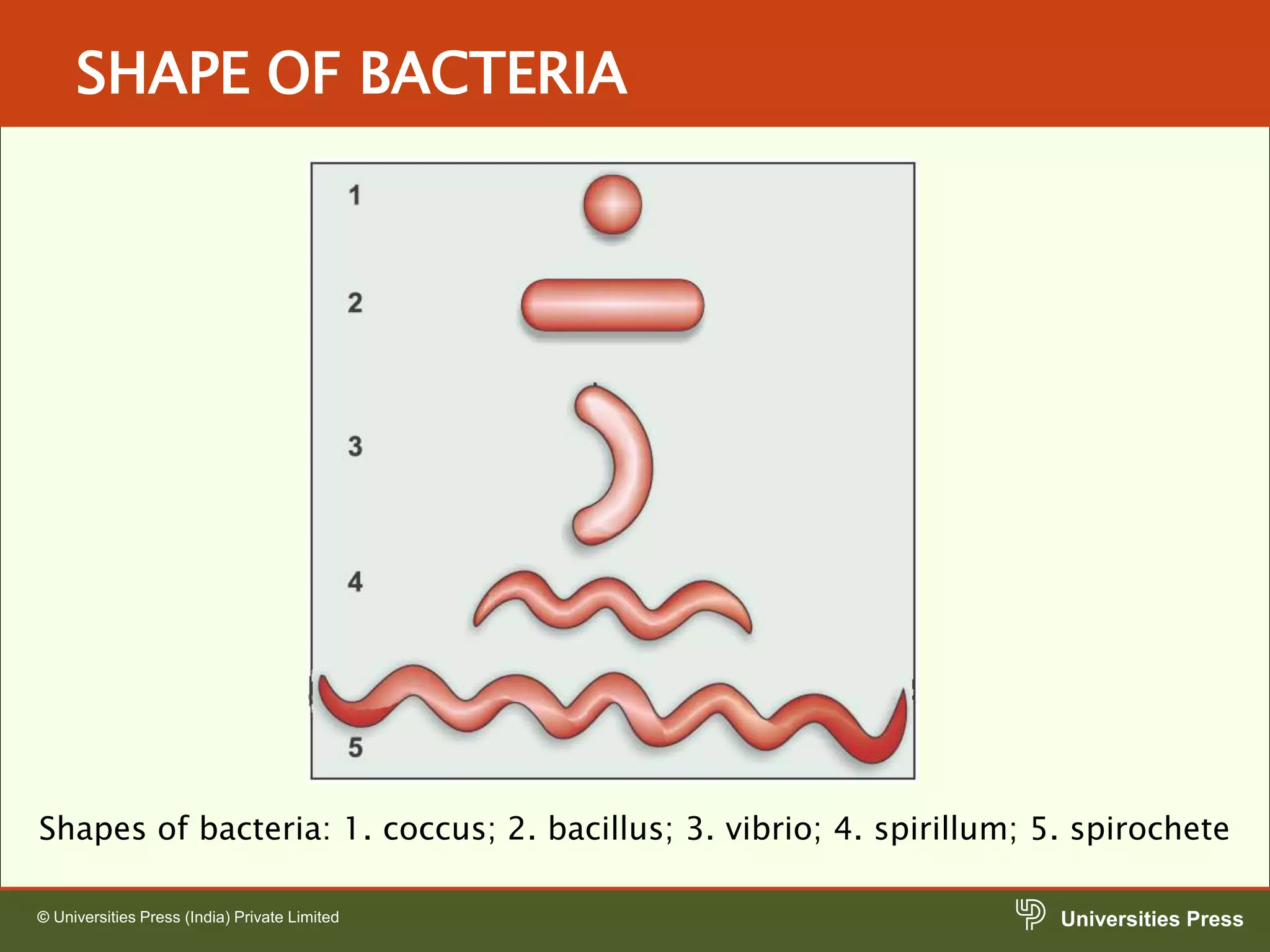 Morphology of Bacteria.ppt